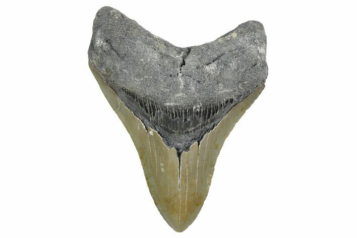 Serrated, Fossil Megalodon Tooth - North Carolina #348294